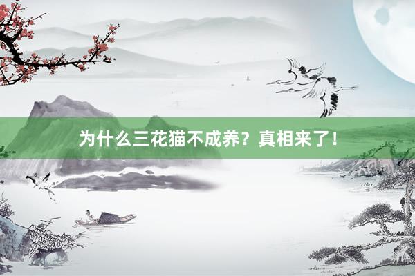为什么三花猫不成养？真相来了！